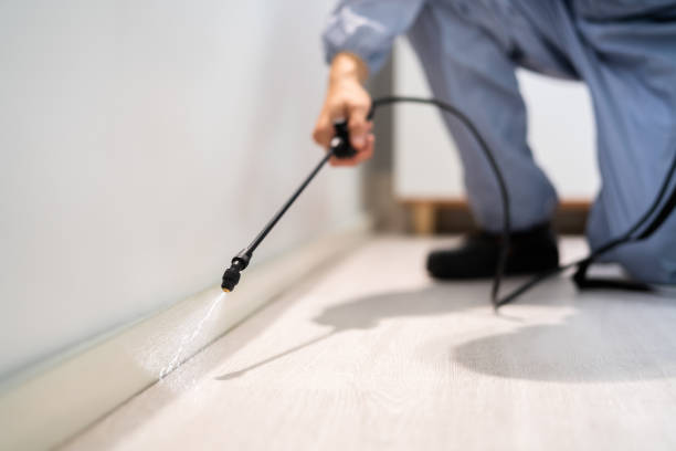 Best Local Pest Control Services  in Kincaid, IL