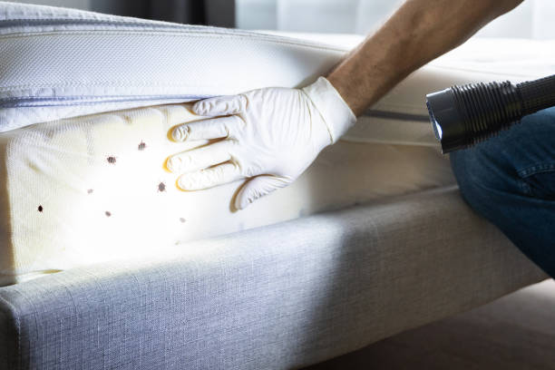 Best Exterminator Services  in Kincaid, IL