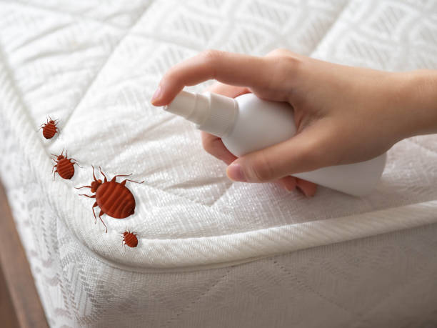 Best Ant Control Services  in Kincaid, IL
