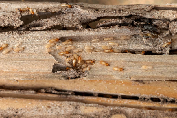 Best Pest Control for Homes  in Kincaid, IL