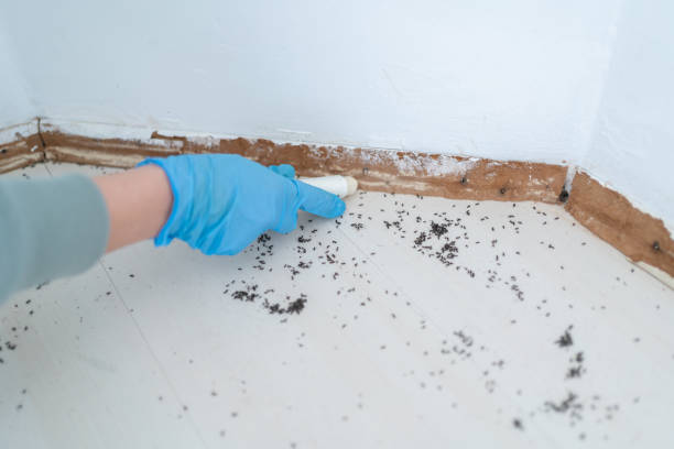 Best Spider Control Near Me  in Kincaid, IL